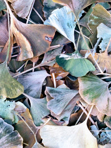 Gingko Leaf Pendants